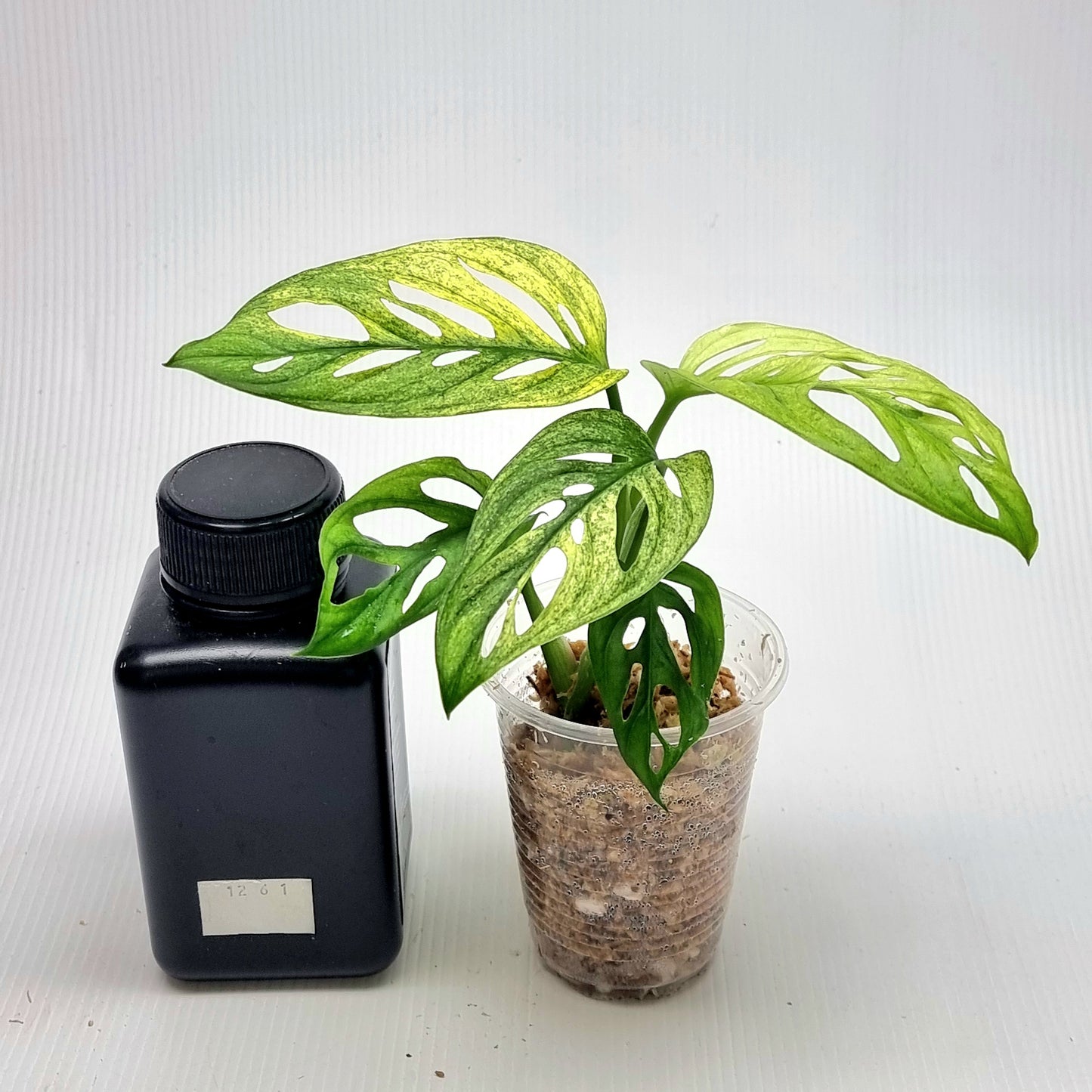 Monstera adansonii "Archipelago" Mint variegated