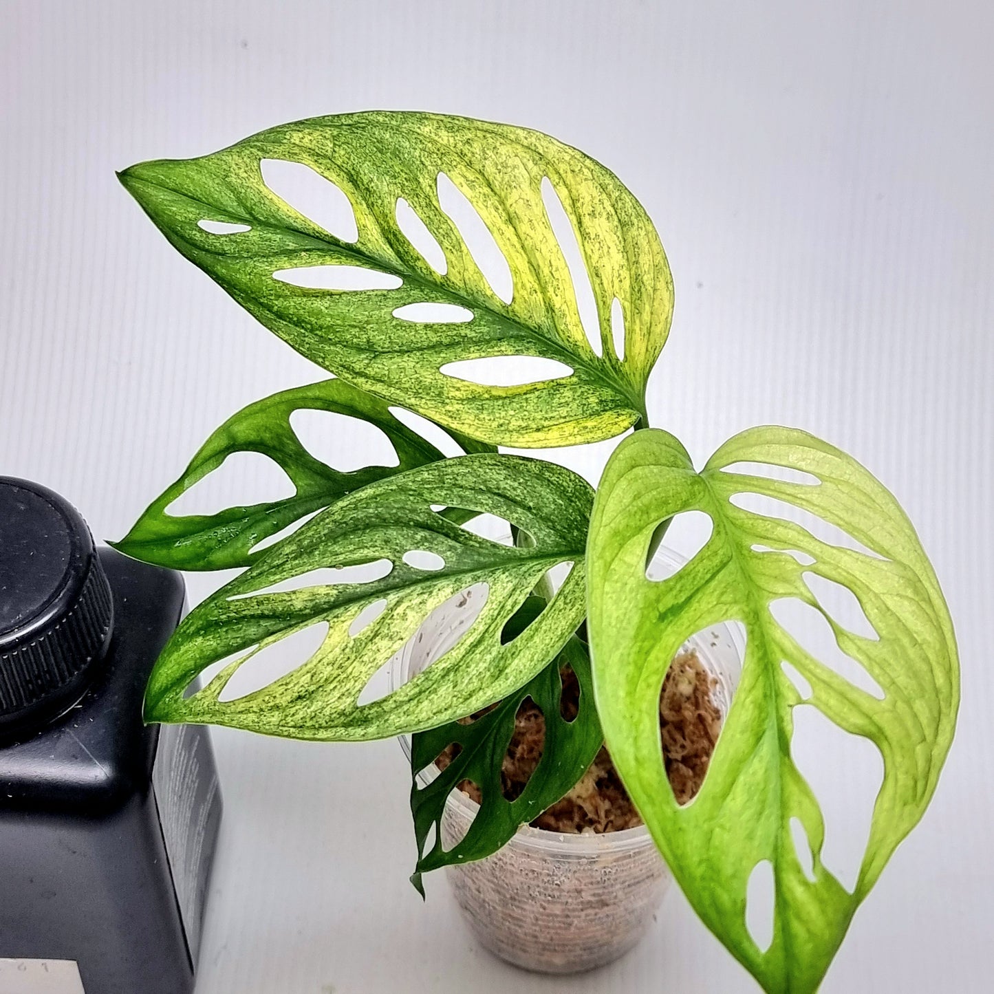 Monstera adansonii "Archipelago" Mint variegated