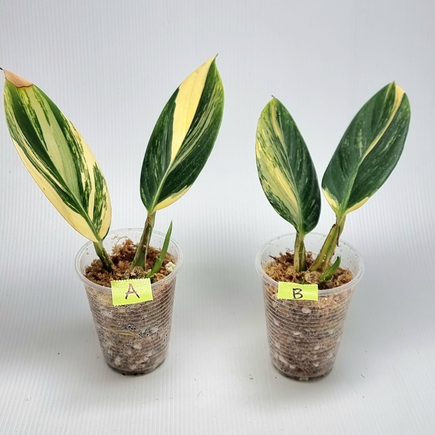 Scindapsus rupestris Aurea variegated