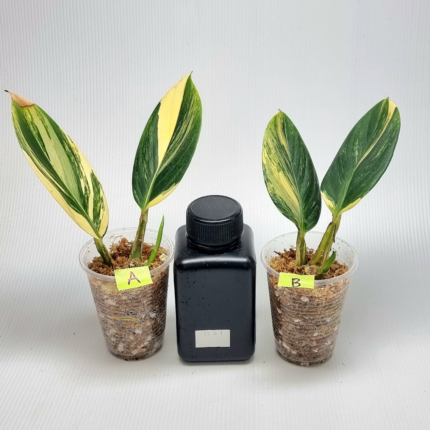 Scindapsus rupestris Aurea variegated