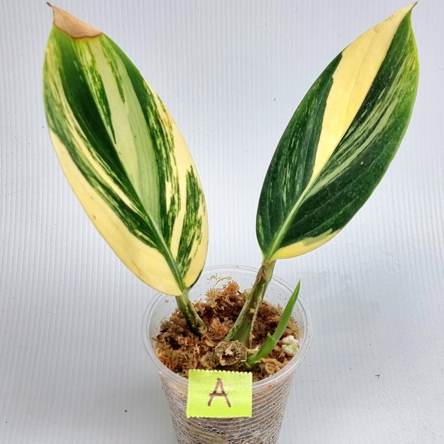 Scindapsus rupestris Aurea variegated