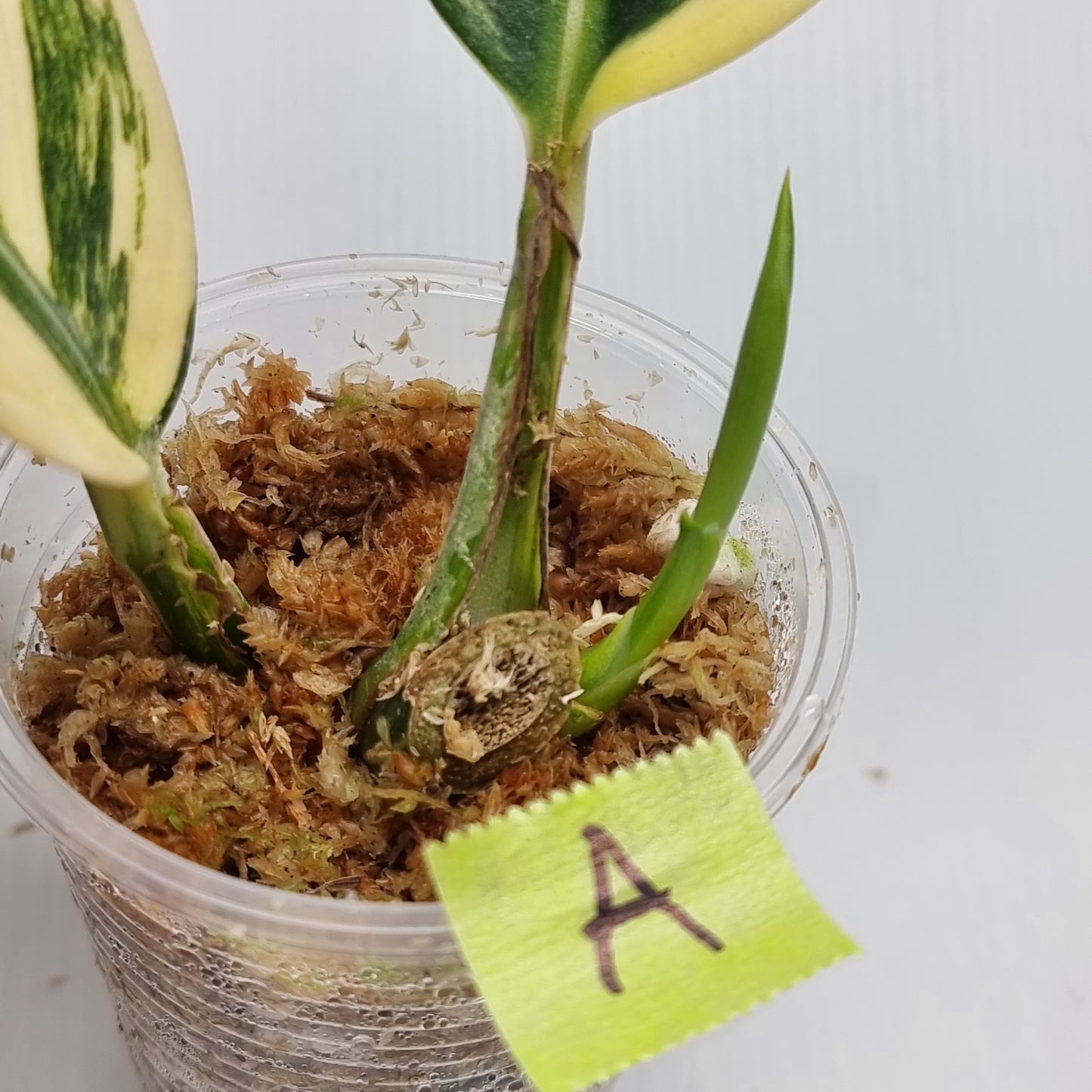 Scindapsus rupestris Aurea variegated