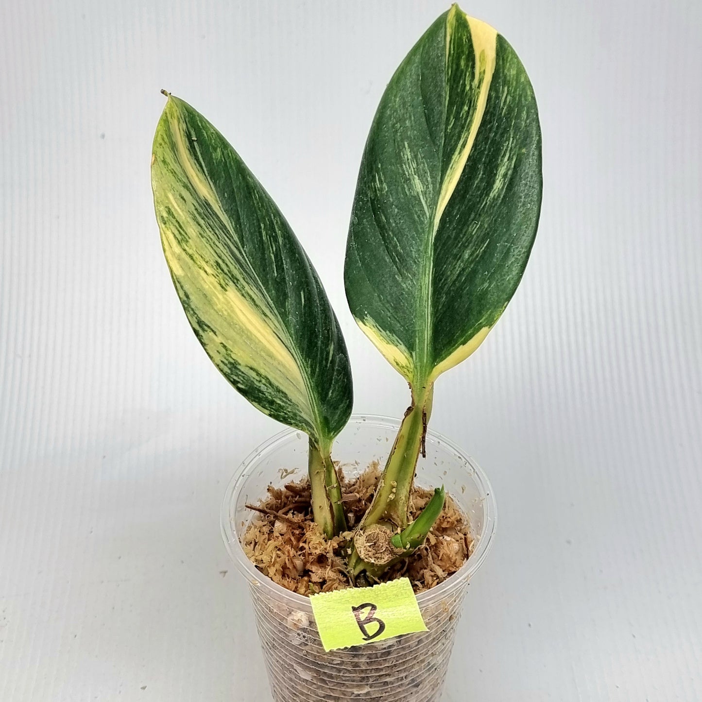 Scindapsus rupestris Aurea variegated