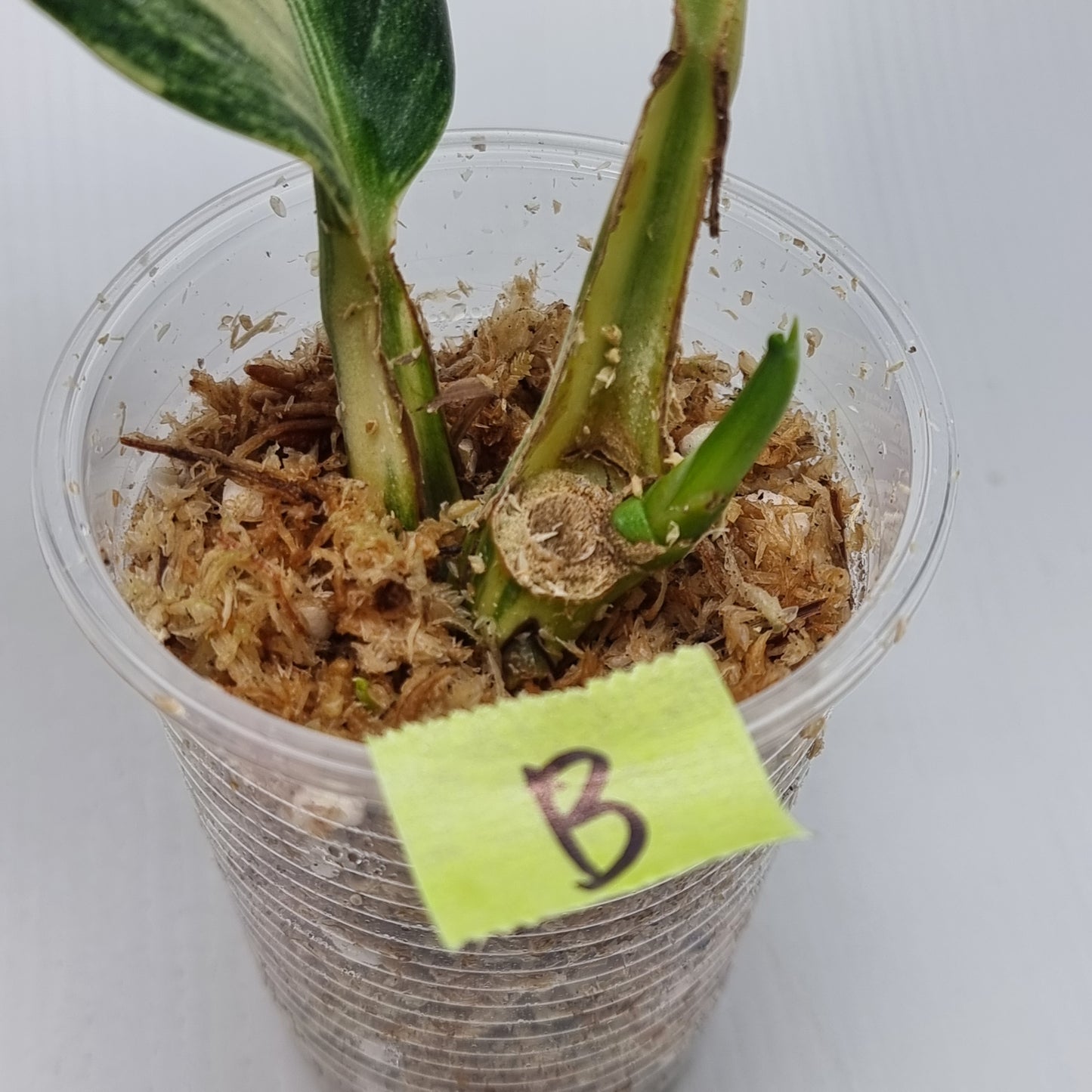 Scindapsus rupestris Aurea variegated