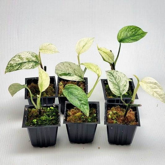 Epipremnum pinnatum Marble sp Bali Hanoman from cuttings