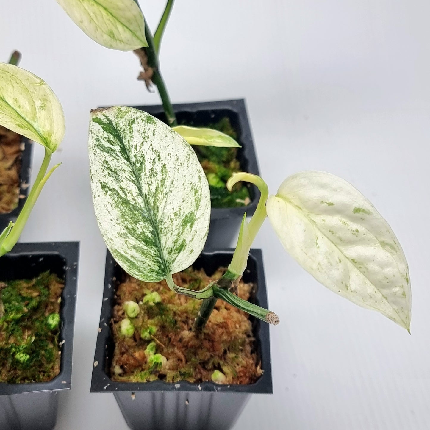 Epipremnum pinnatum Marble sp Bali Hanoman from cuttings