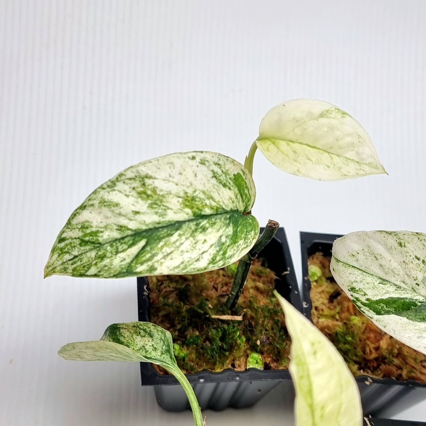 Epipremnum pinnatum Marble sp Bali Hanoman from cuttings