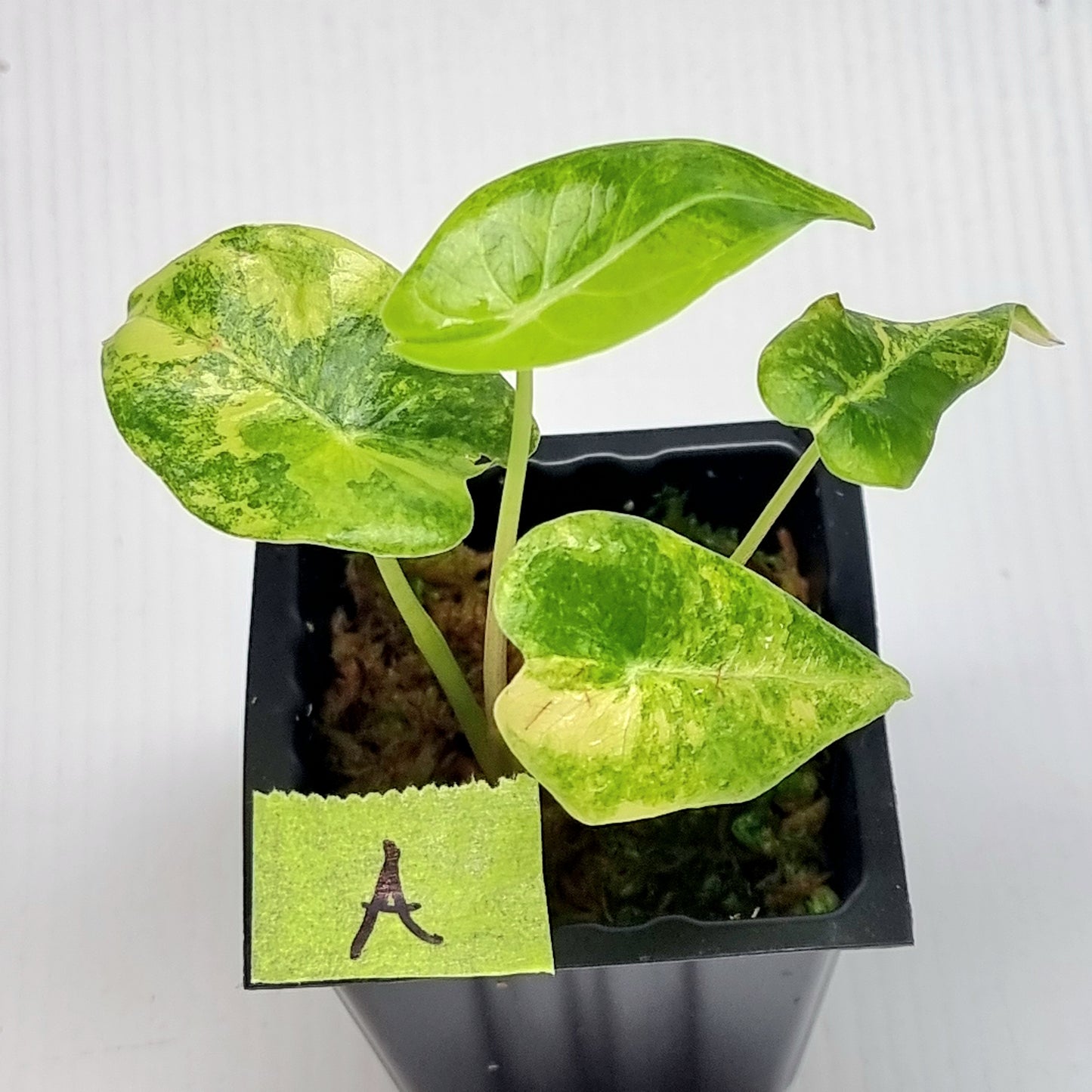 Alocasia longiloba Grandis Aurea Variegated