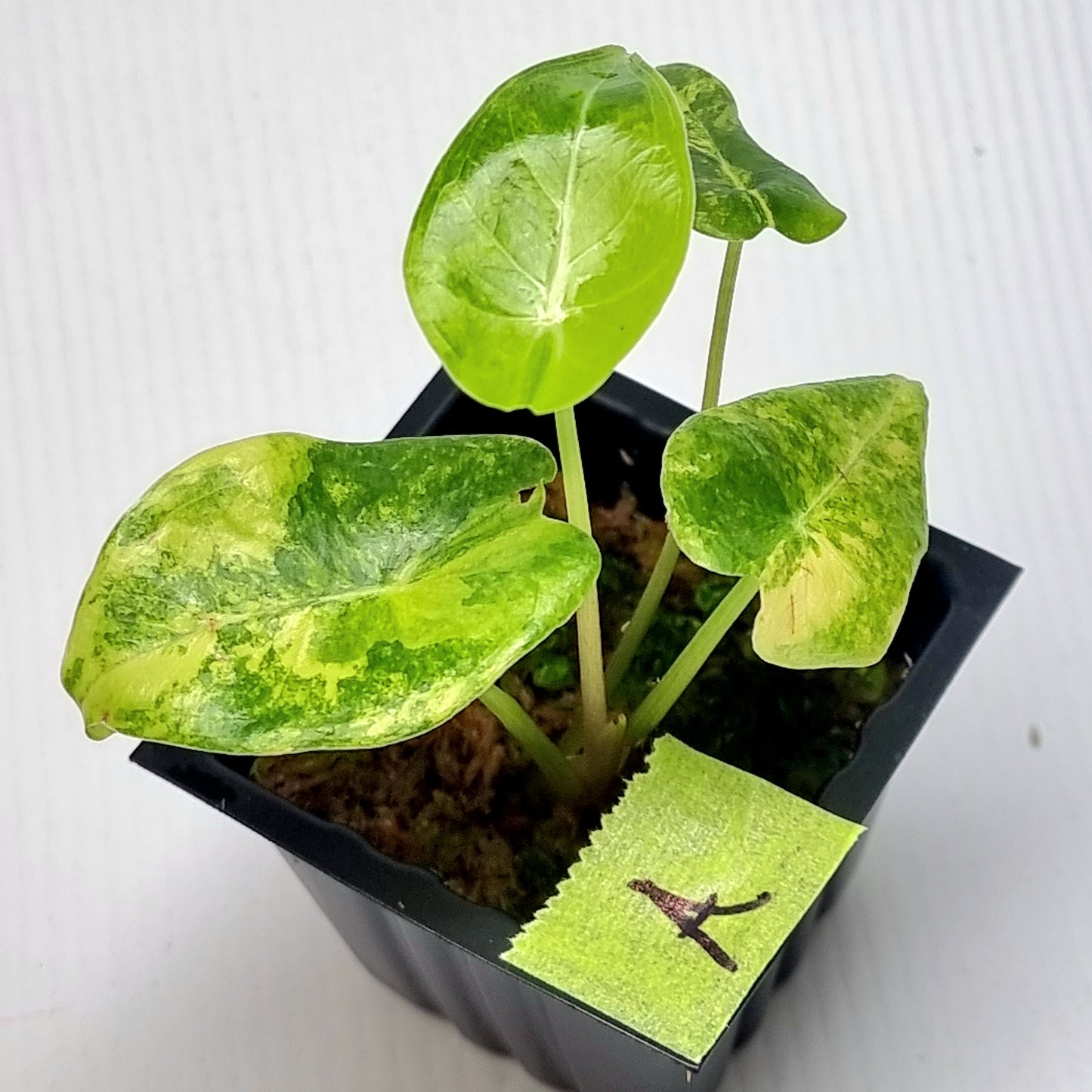 Alocasia longiloba Grandis Aurea Variegated