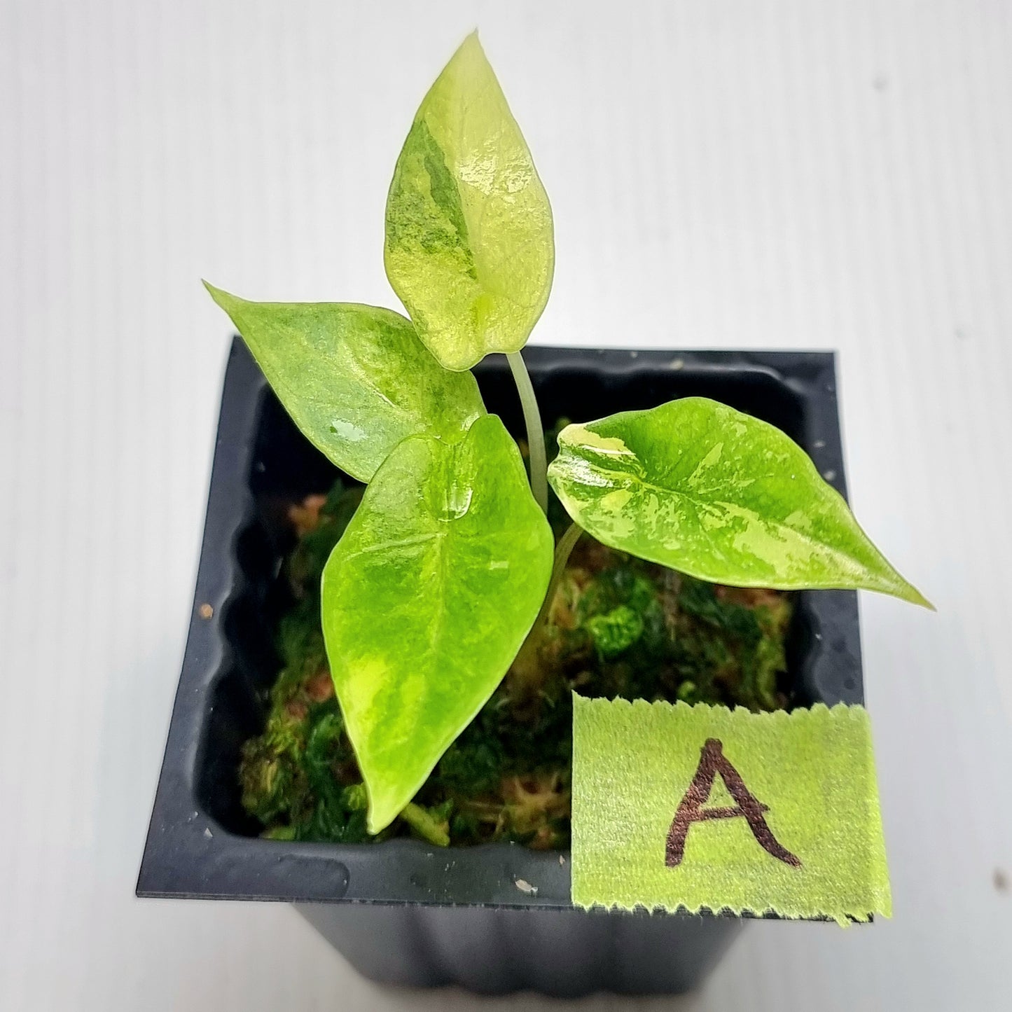 Alocasia scalprum Aurea Variegated