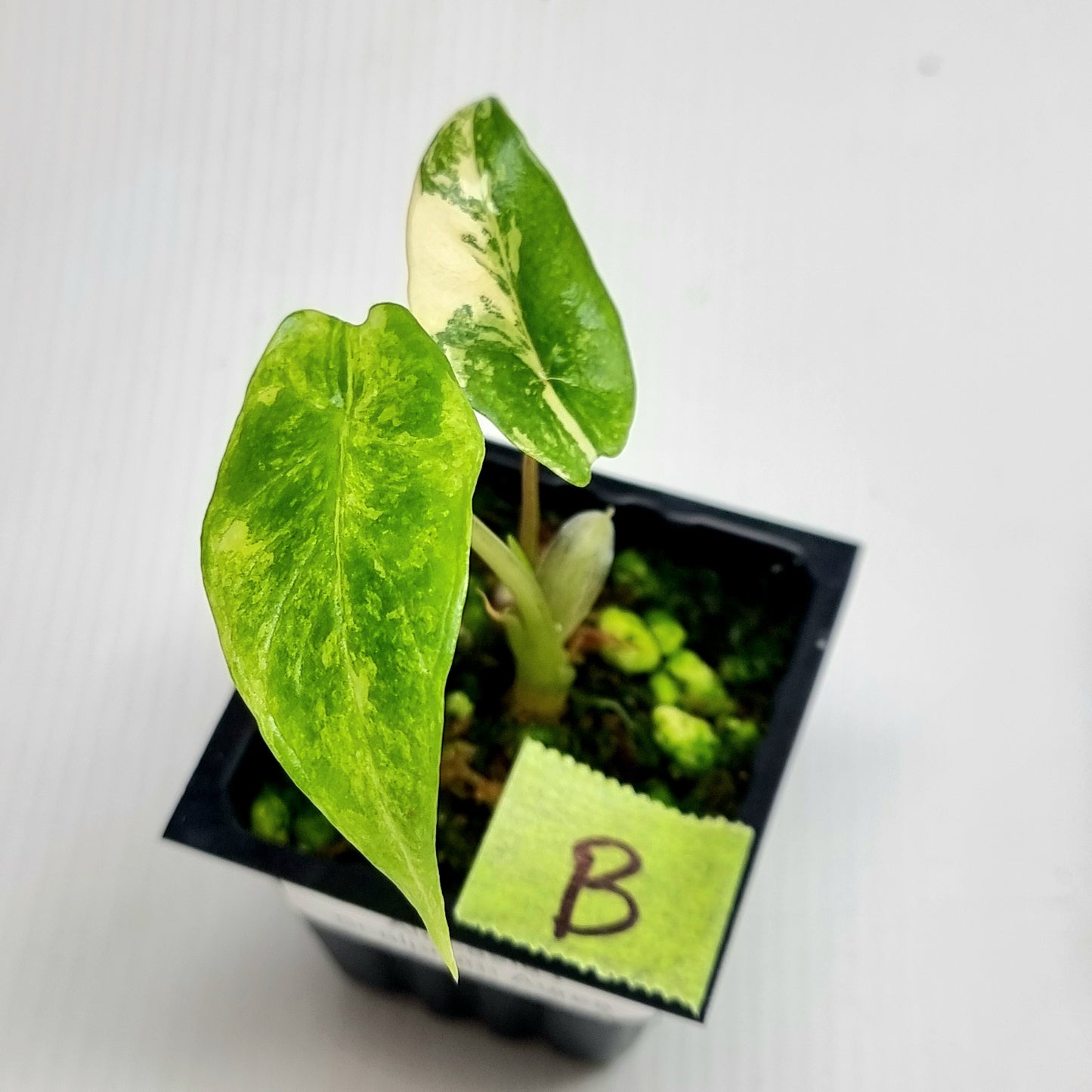 Alocasia scalprum Aurea Variegated