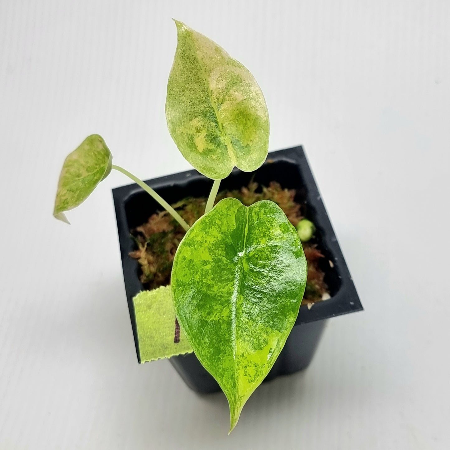 Alocasia sedenii Aurea Variegated