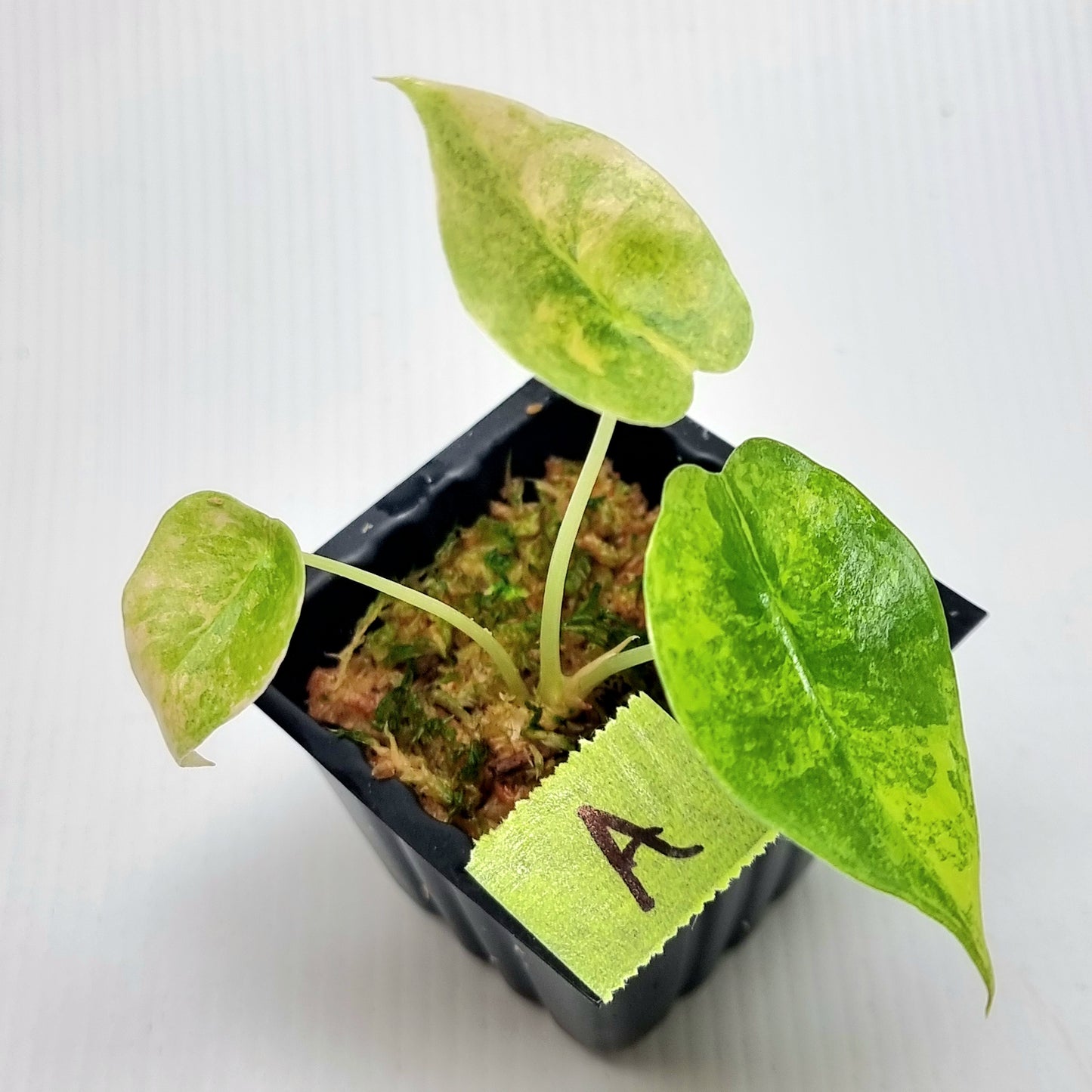 Alocasia sedenii Aurea Variegated