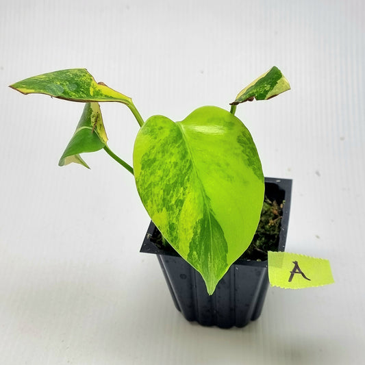 Monstera deliciosa Aurea Variegated (Large Form) (damaged leaves)