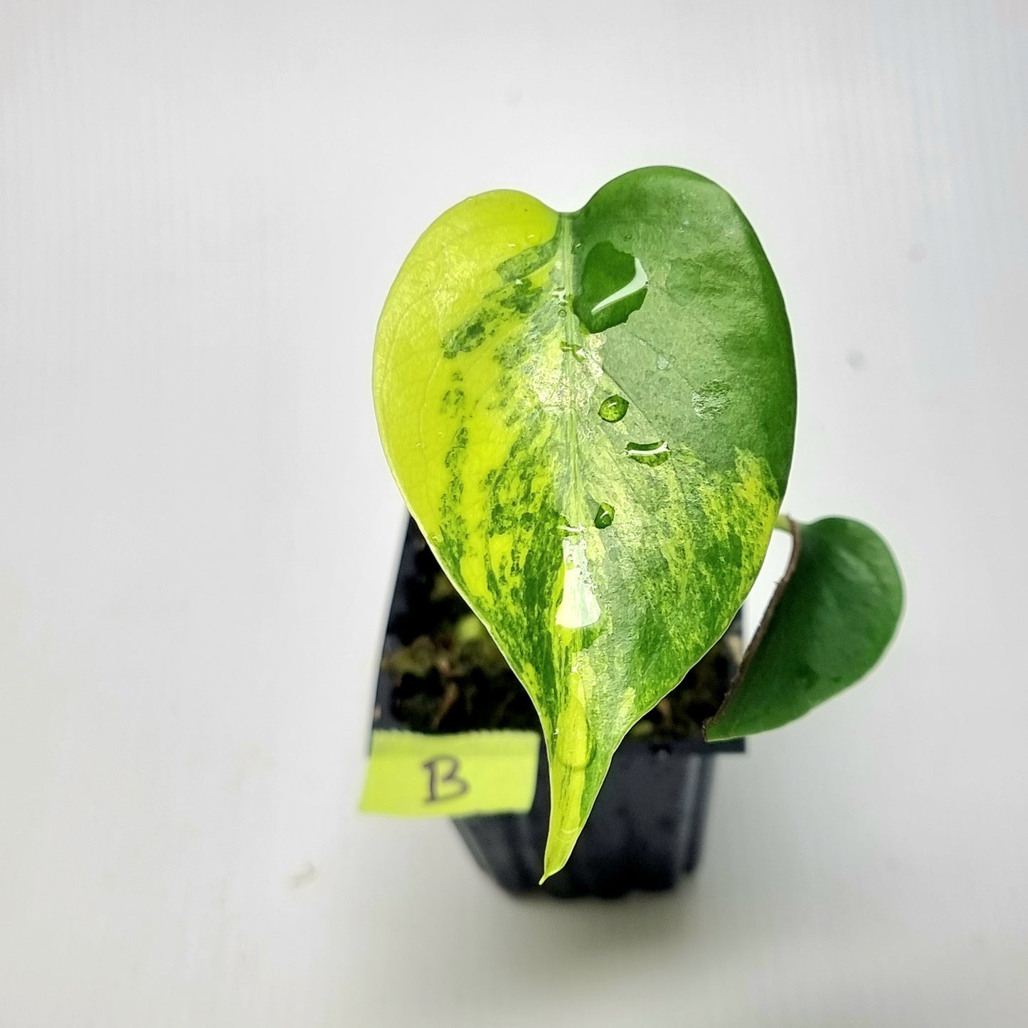 Monstera deliciosa Aurea Variegated (Large Form) (damaged leaves)