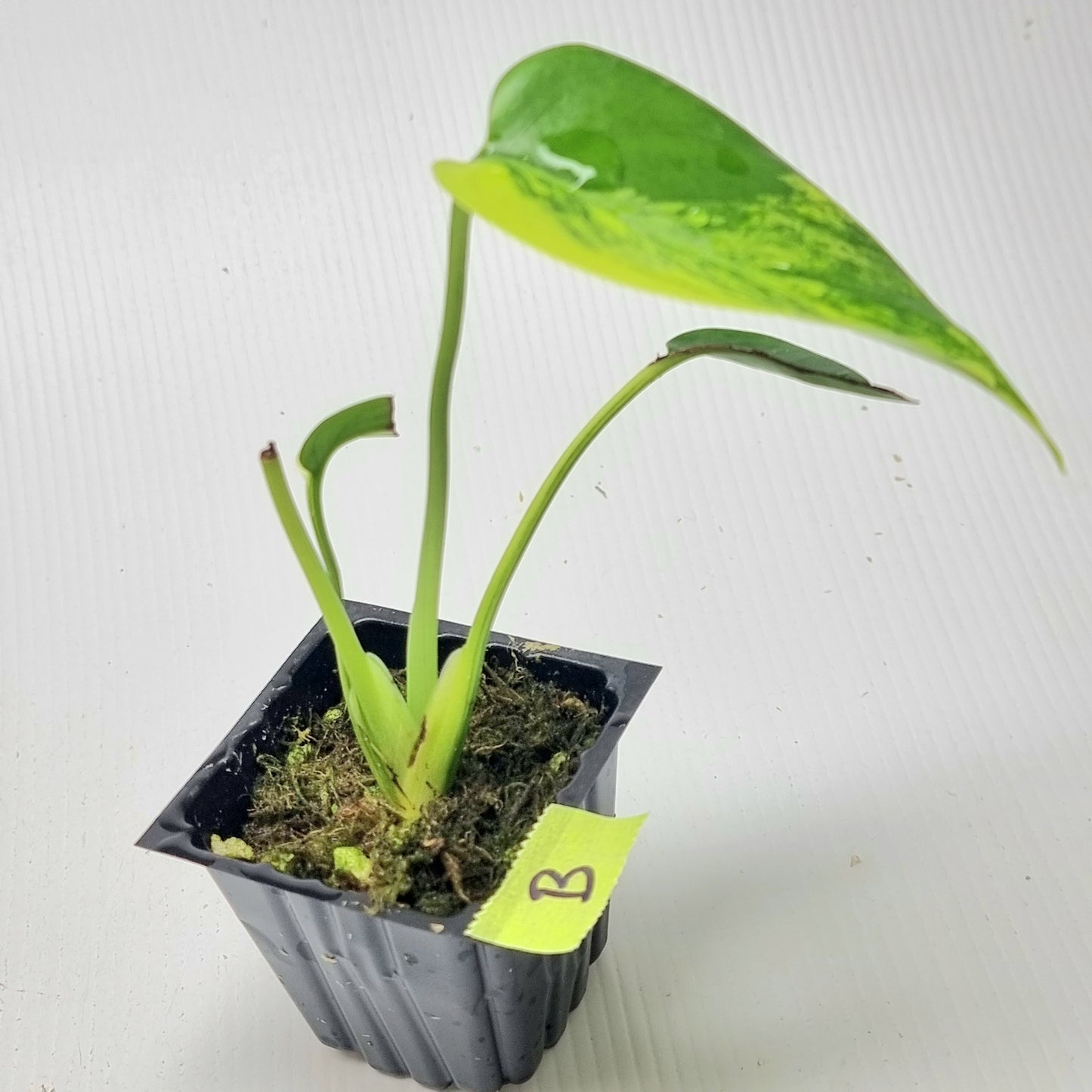 Monstera deliciosa Aurea Variegated (Large Form) (damaged leaves)