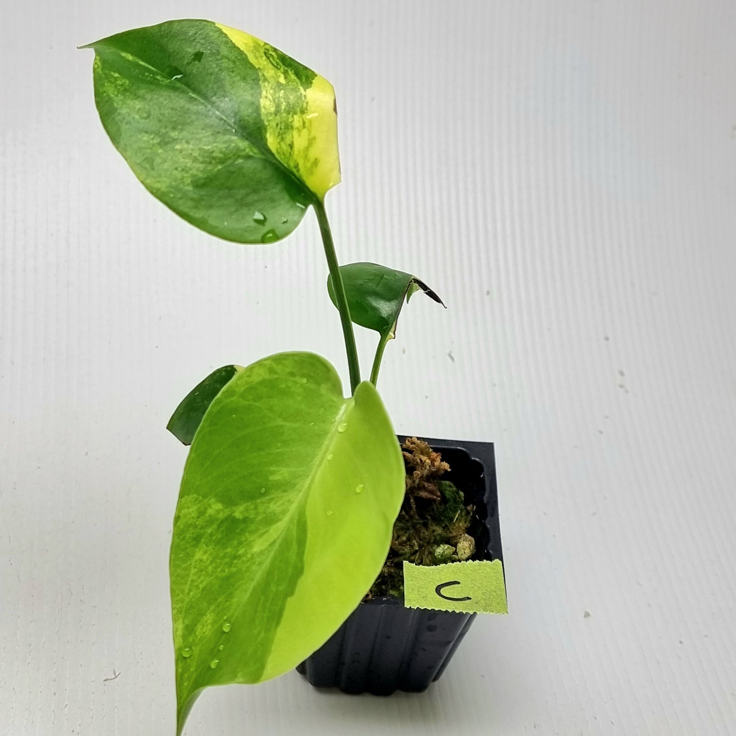 Monstera deliciosa Aurea Variegated (Large Form) (damaged leaves)