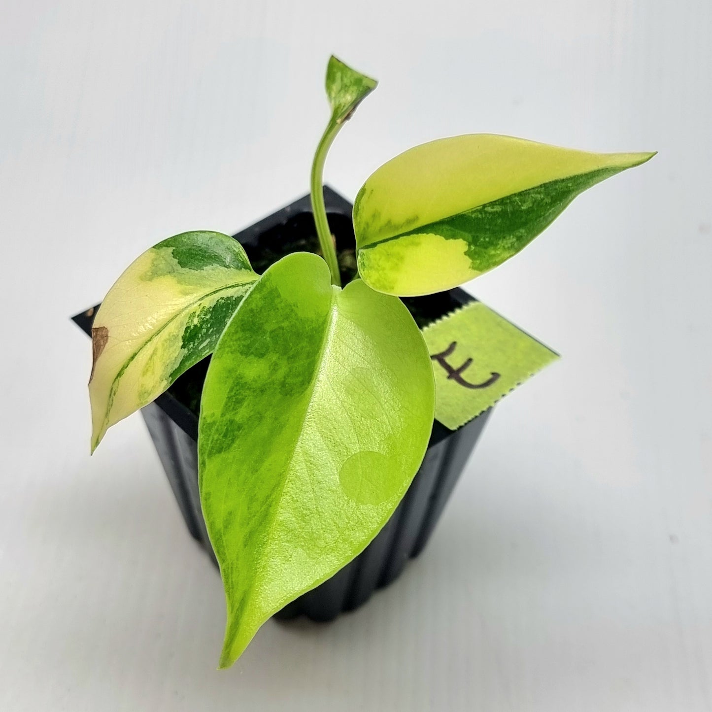 Monstera deliciosa Aurea Variegated (Large Form) (damaged leaves)