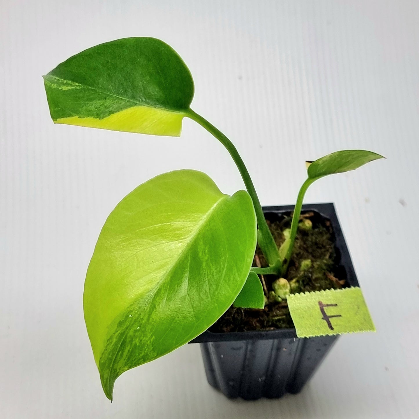 Monstera deliciosa Aurea Variegated (Large Form) (damaged leaves)