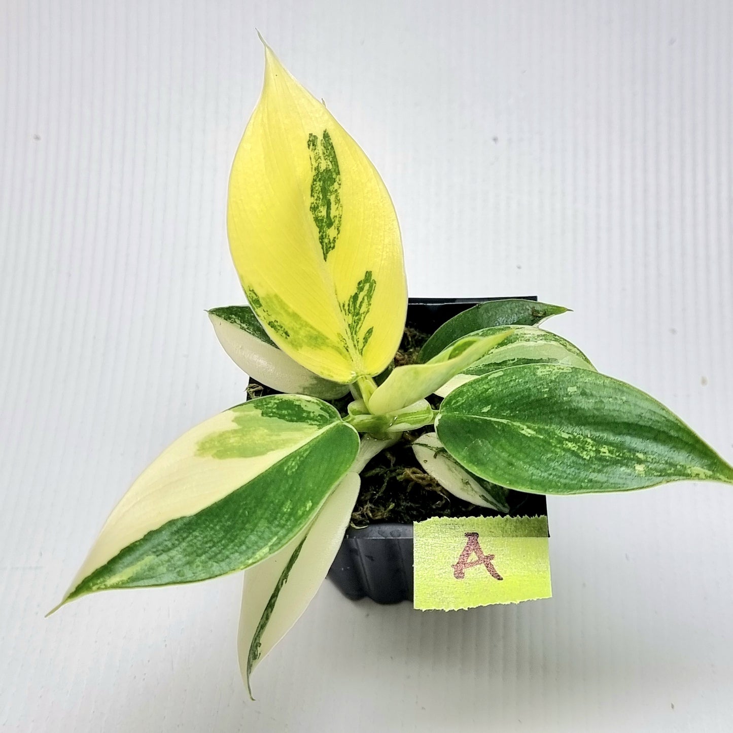 Philodendron Imperial Green Variegated