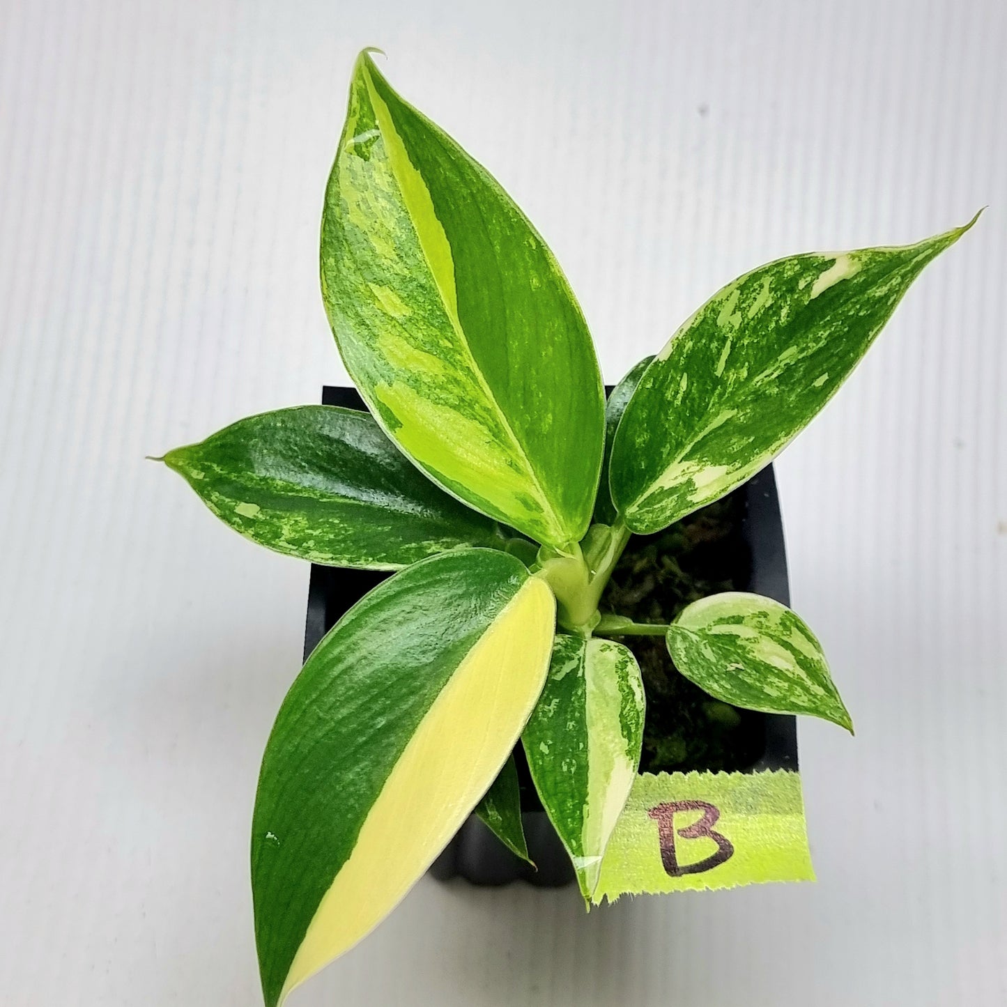 Philodendron Imperial Green Variegated