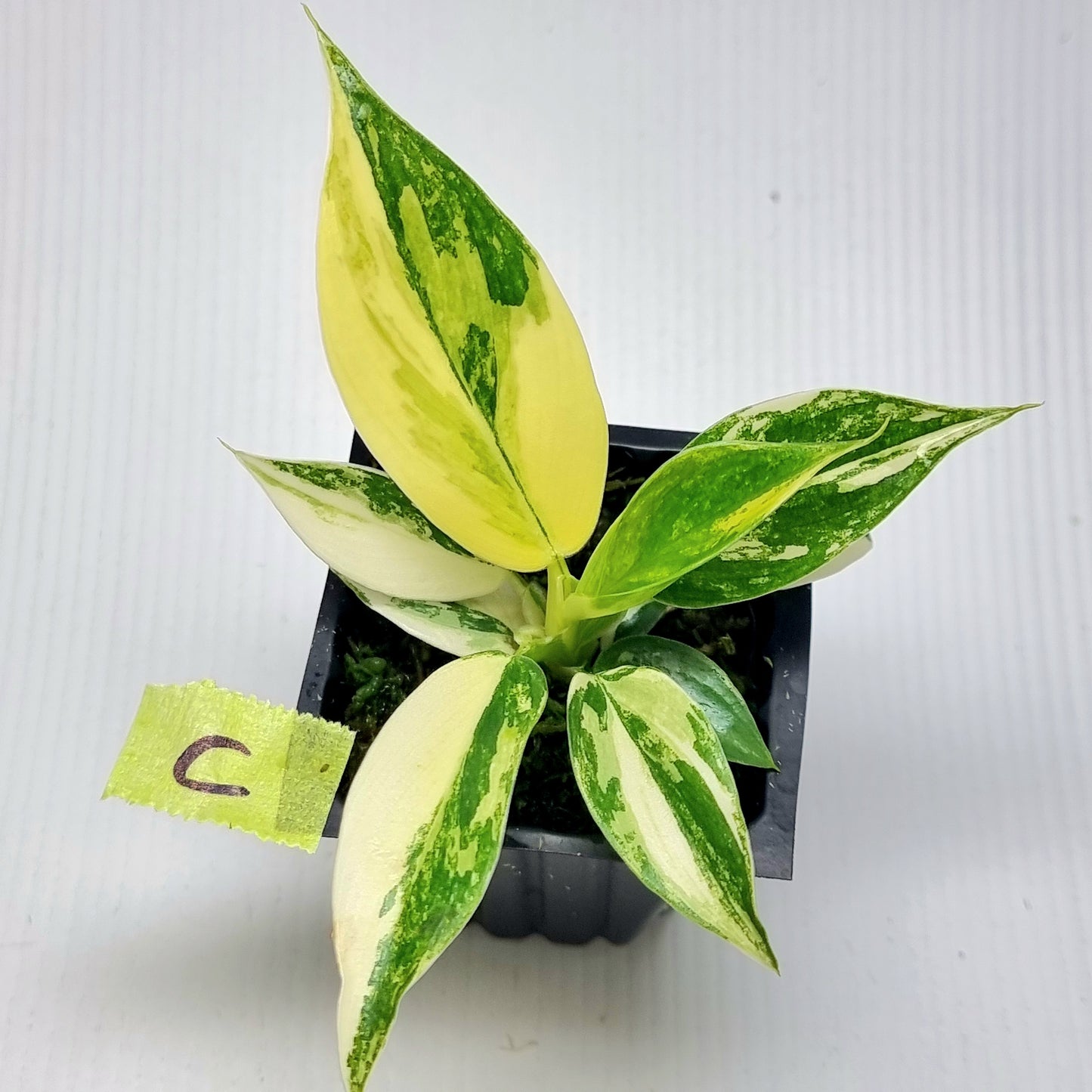 Philodendron Imperial Green Variegated