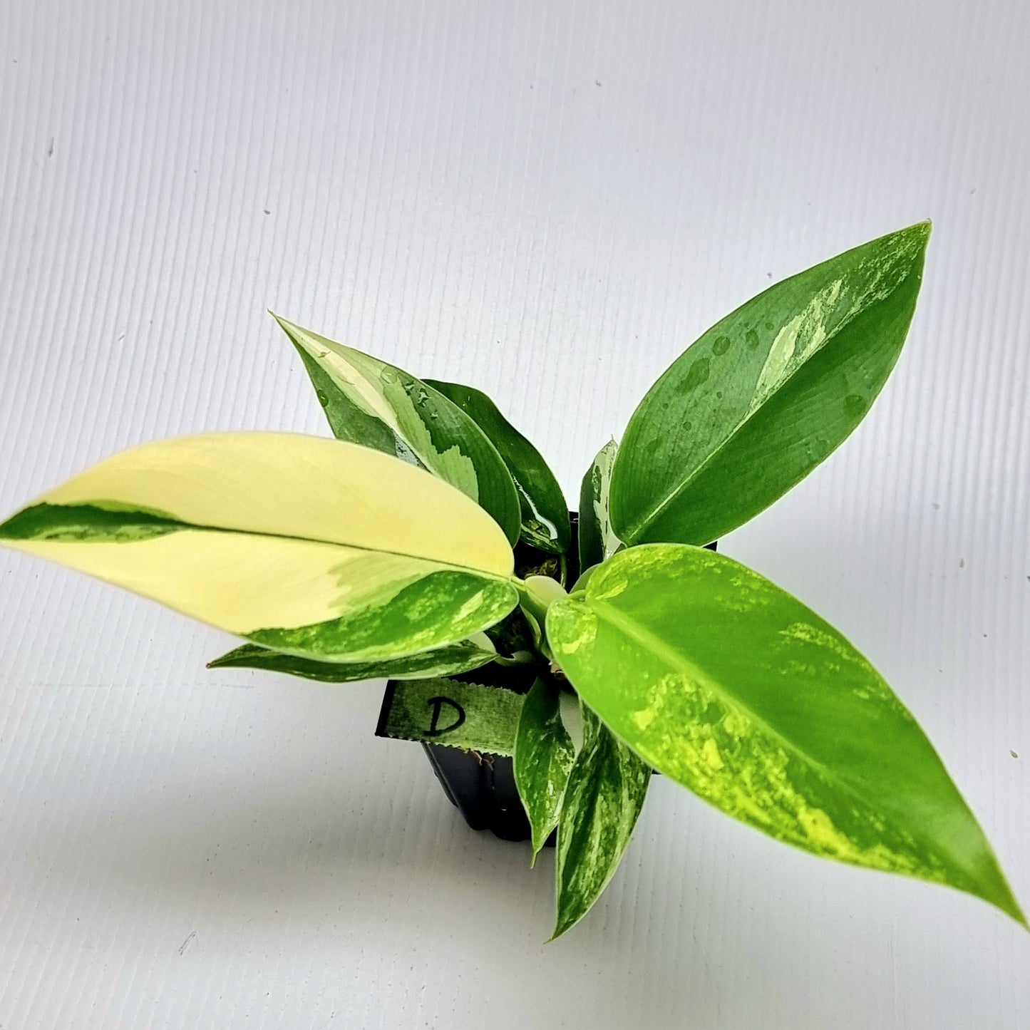 Philodendron Imperial Green Variegated
