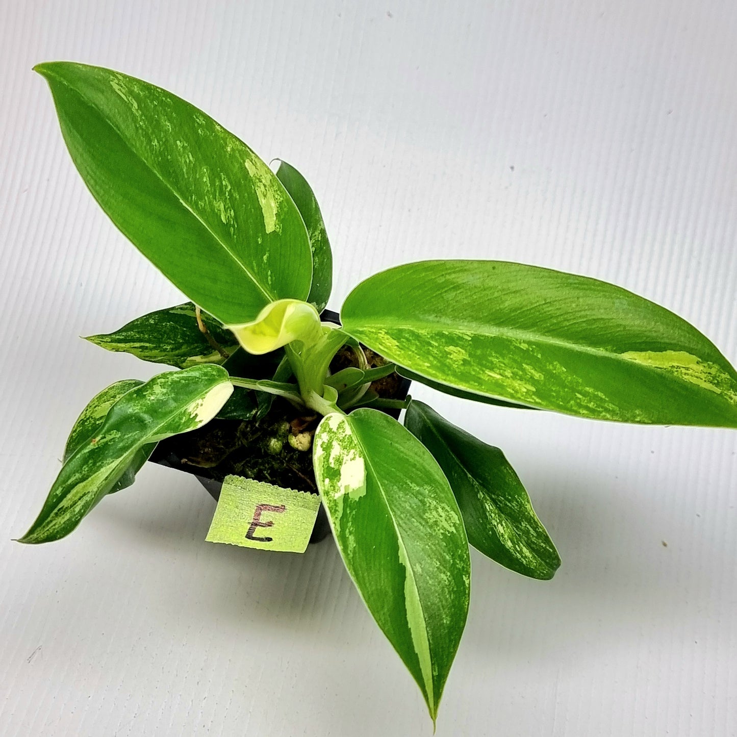 Philodendron Imperial Green Variegated