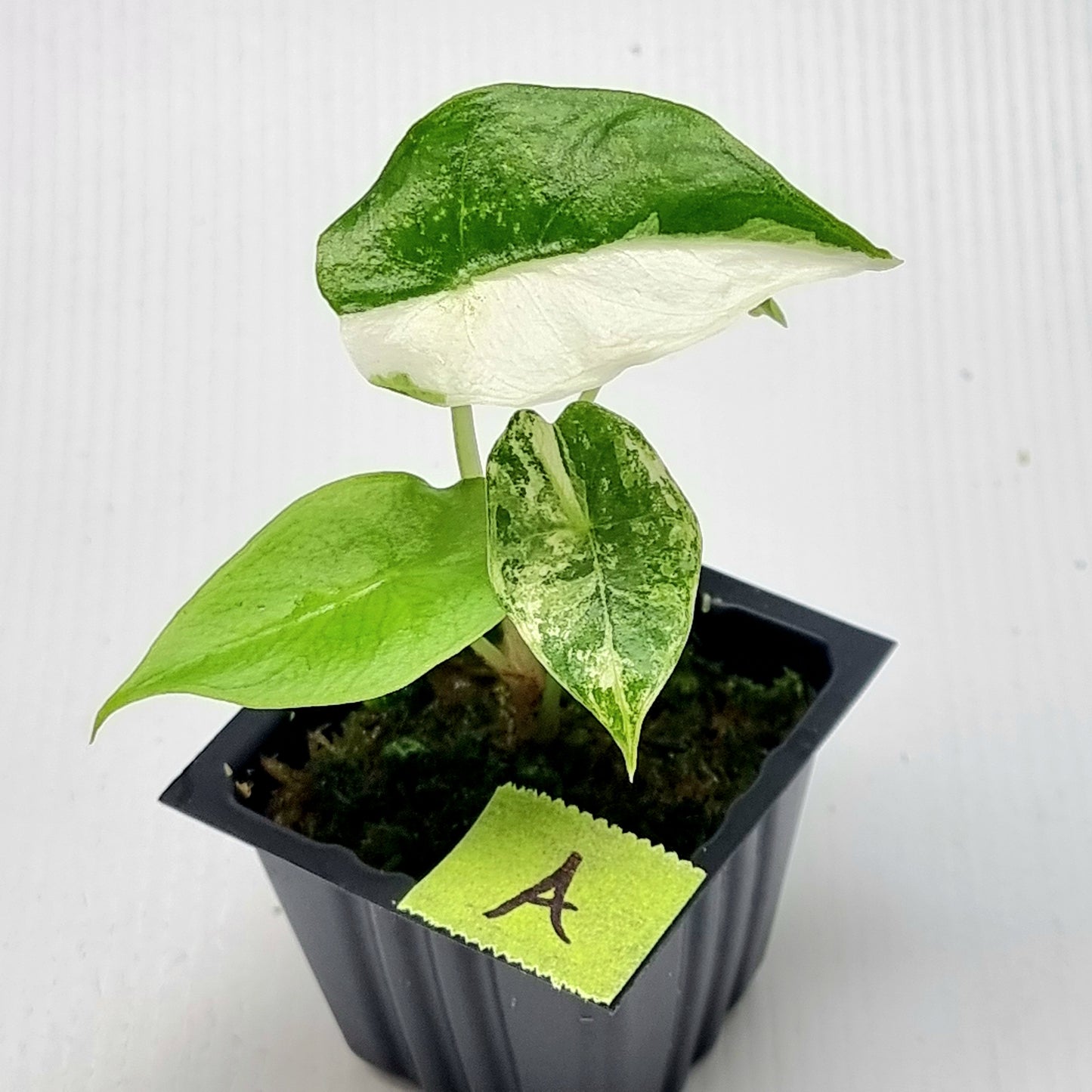 Alocasia Nairobi Night Variegated