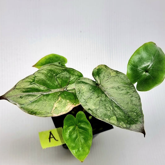 Alocasia Yucatan Princess Variegated