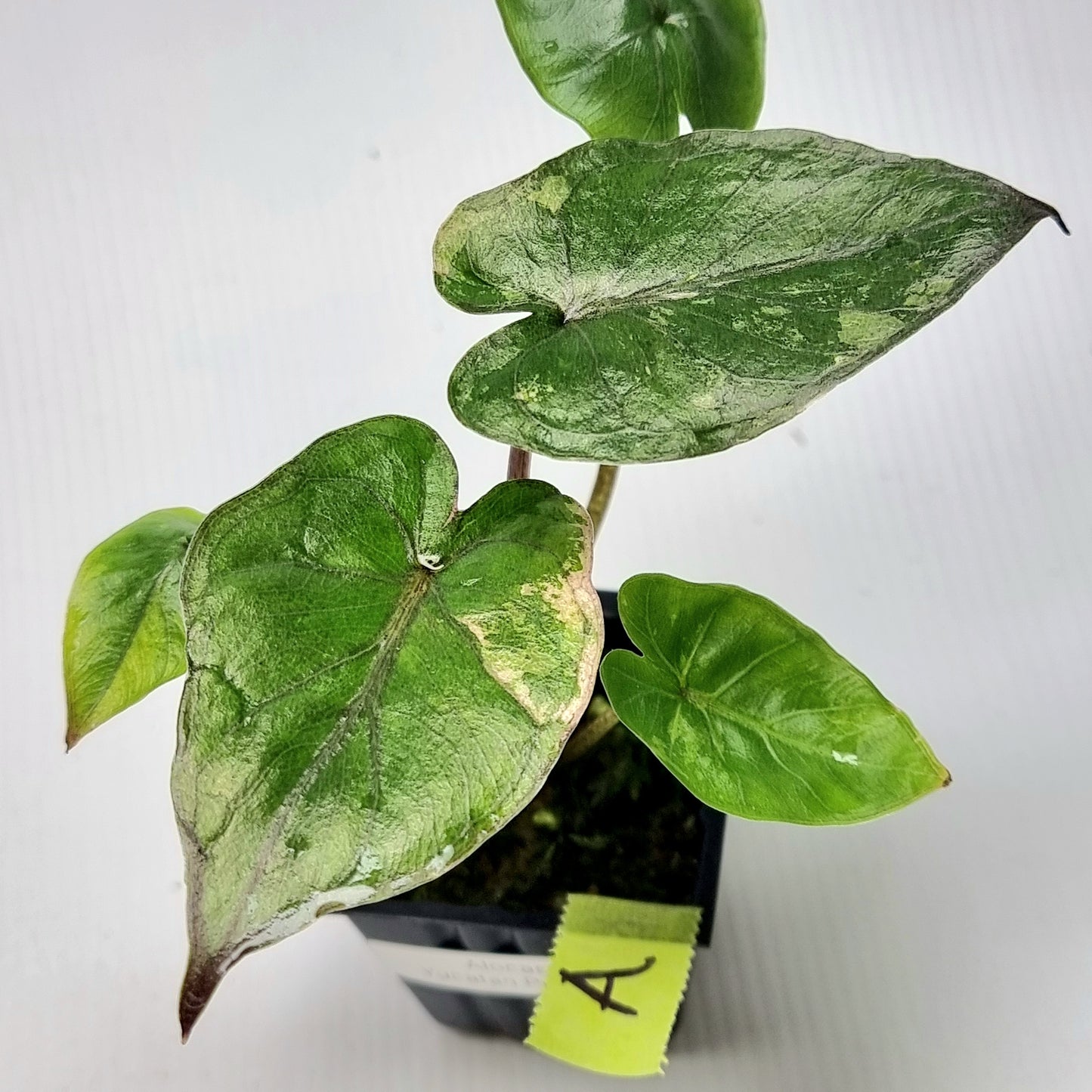 Alocasia Yucatan Princess Variegated