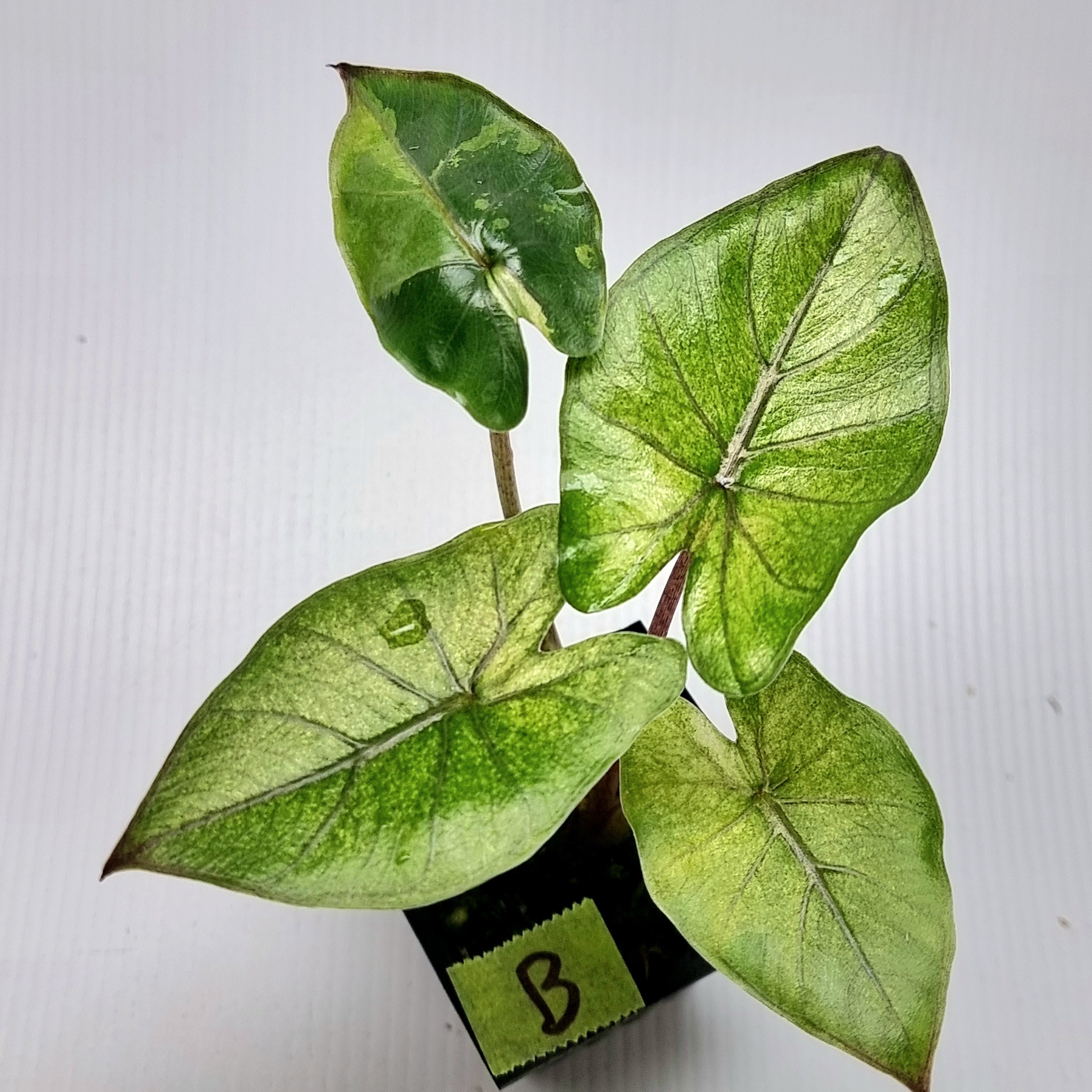 Alocasia Yucatan Princess Variegated – Flora Magnifica Australia