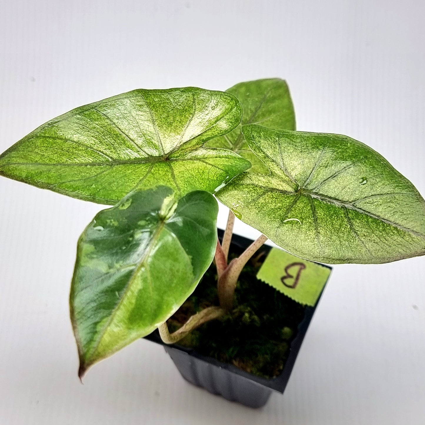 Alocasia Yucatan Princess Variegated