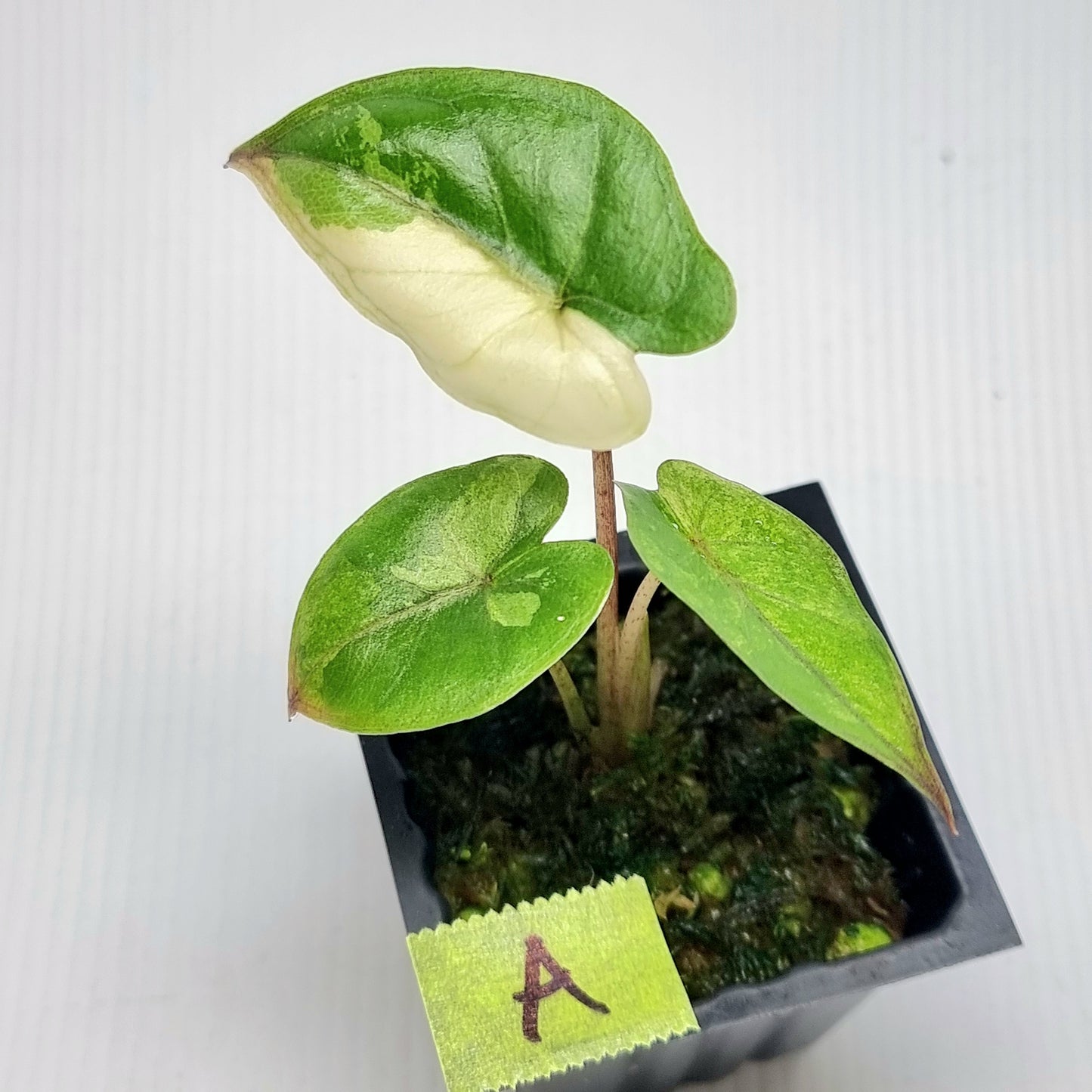 Alocasia Serendipity Variegated