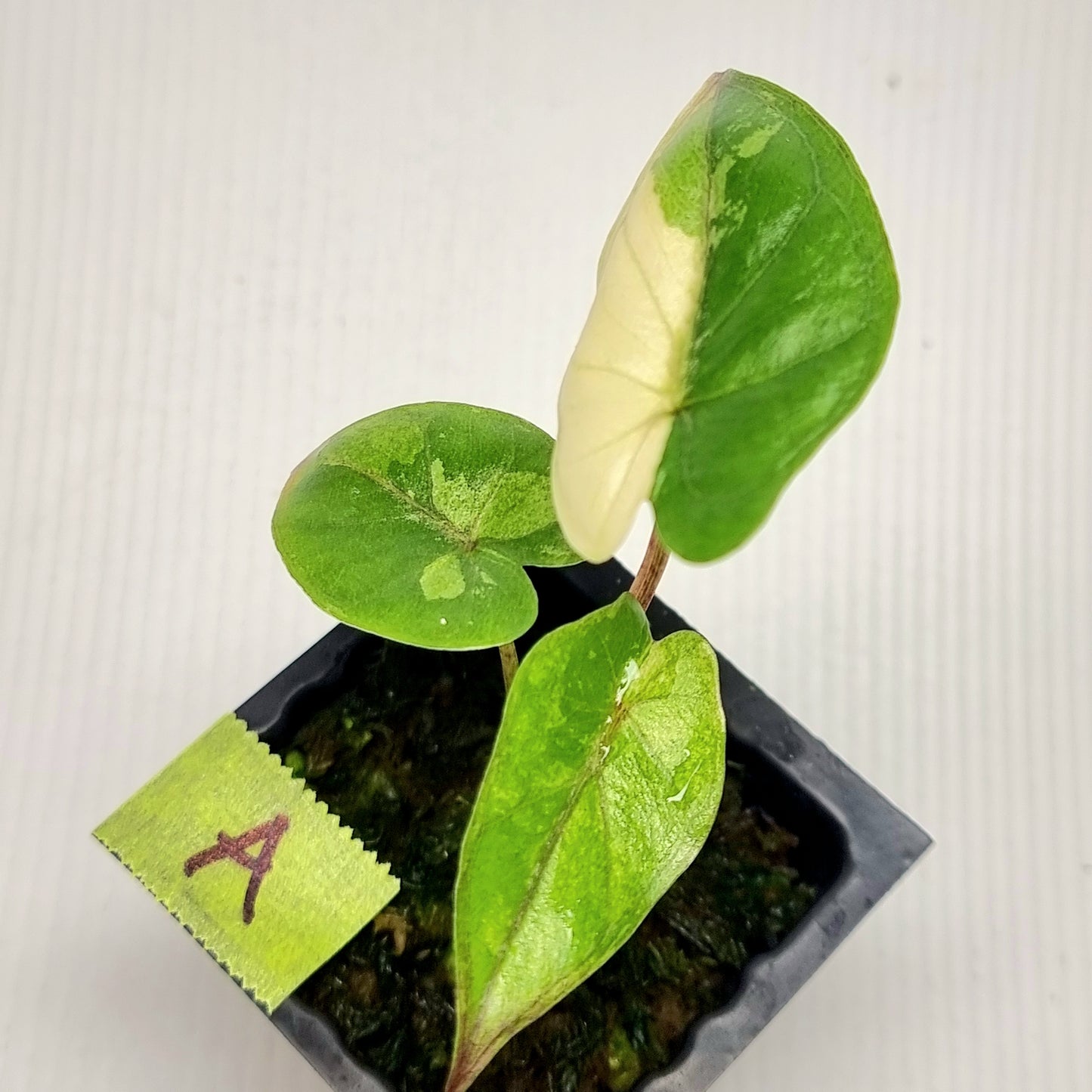 Alocasia Serendipity Variegated