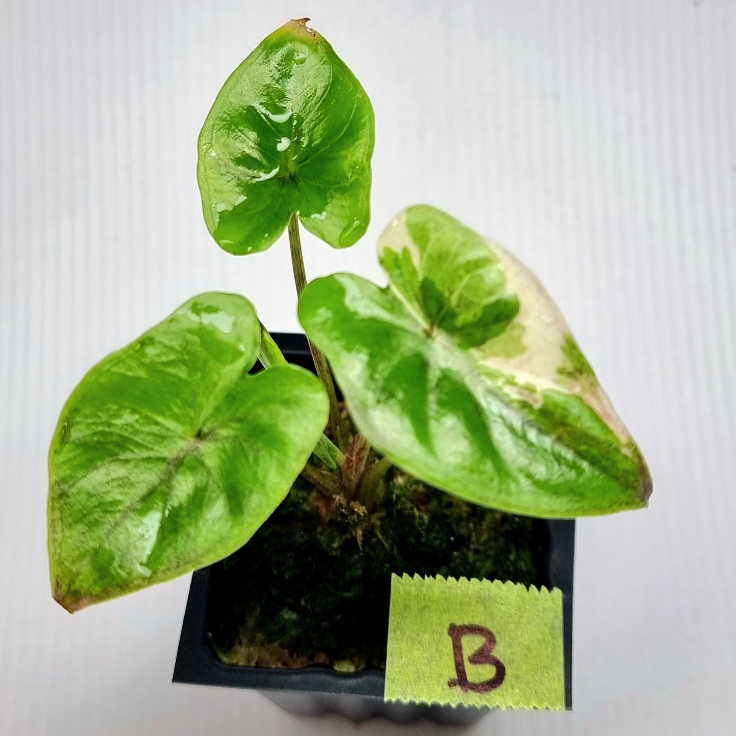 Alocasia Serendipity Variegated