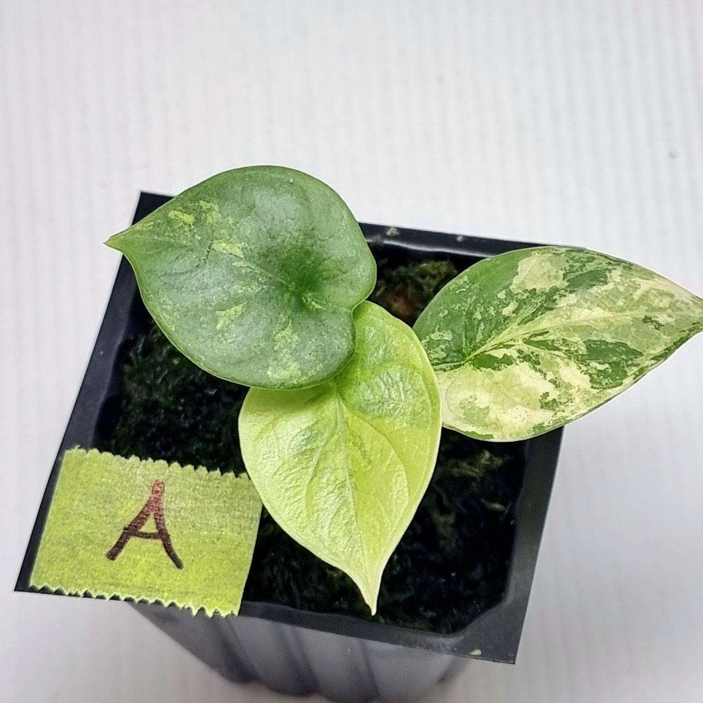 Alocasia Silver Dragon Aurea Variegated