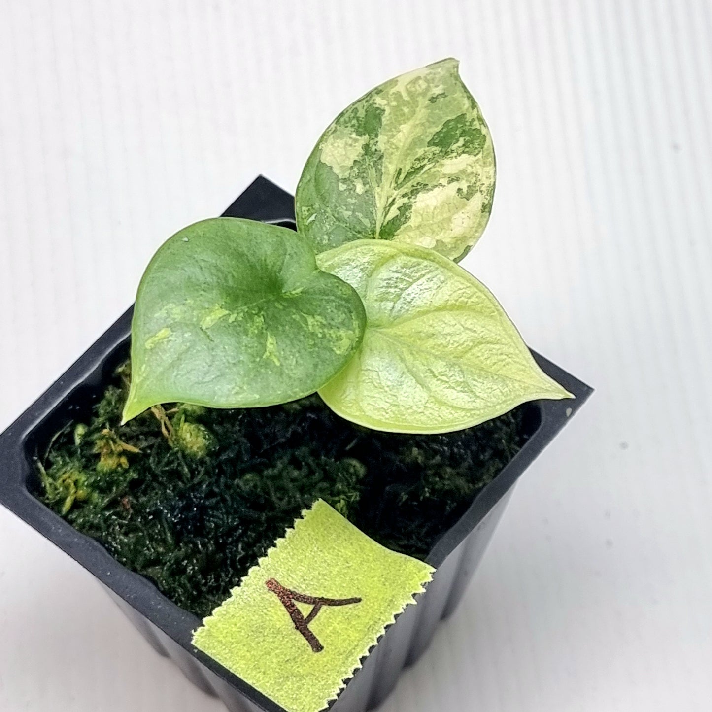 Alocasia Silver Dragon Aurea Variegated