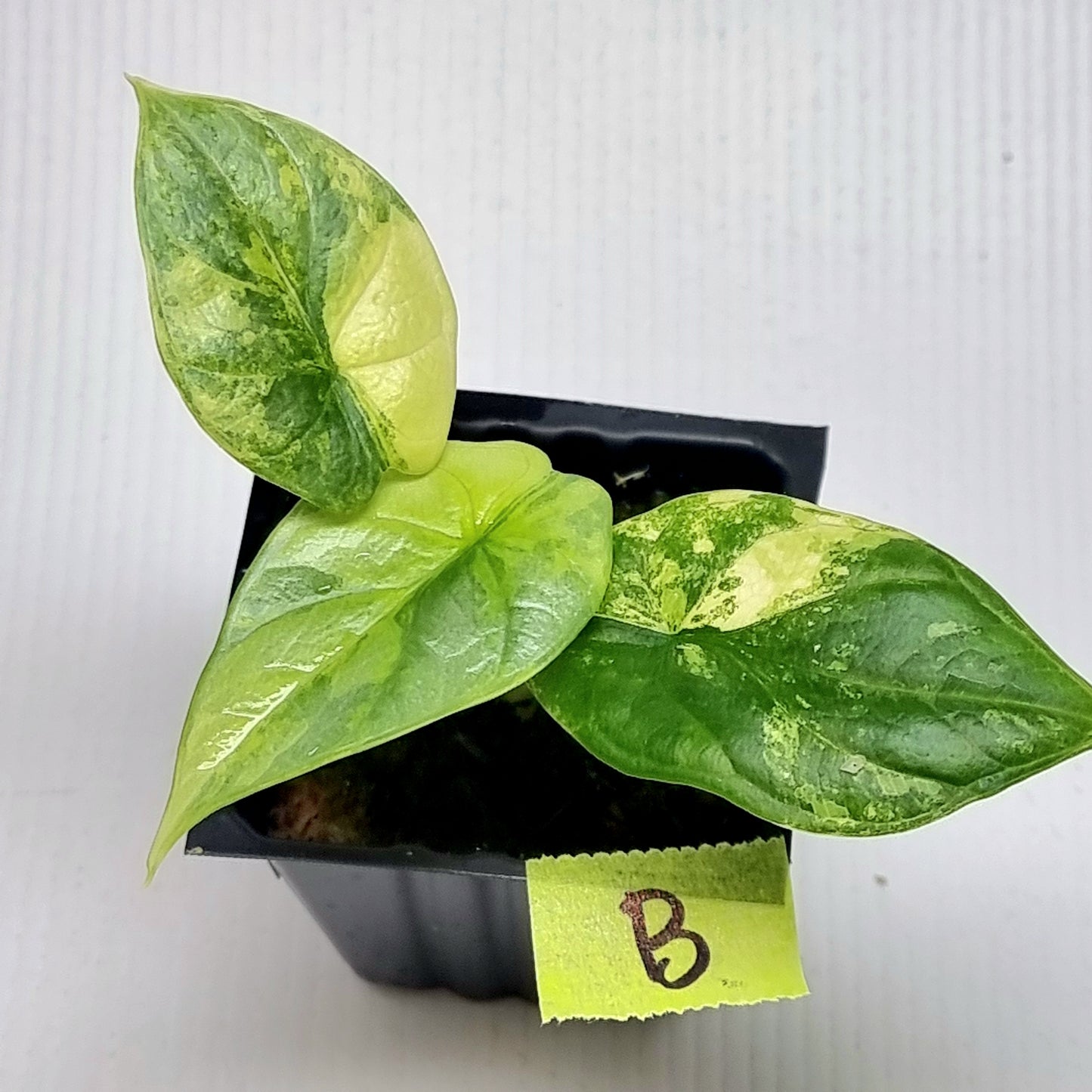 Alocasia Silver Dragon Aurea Variegated