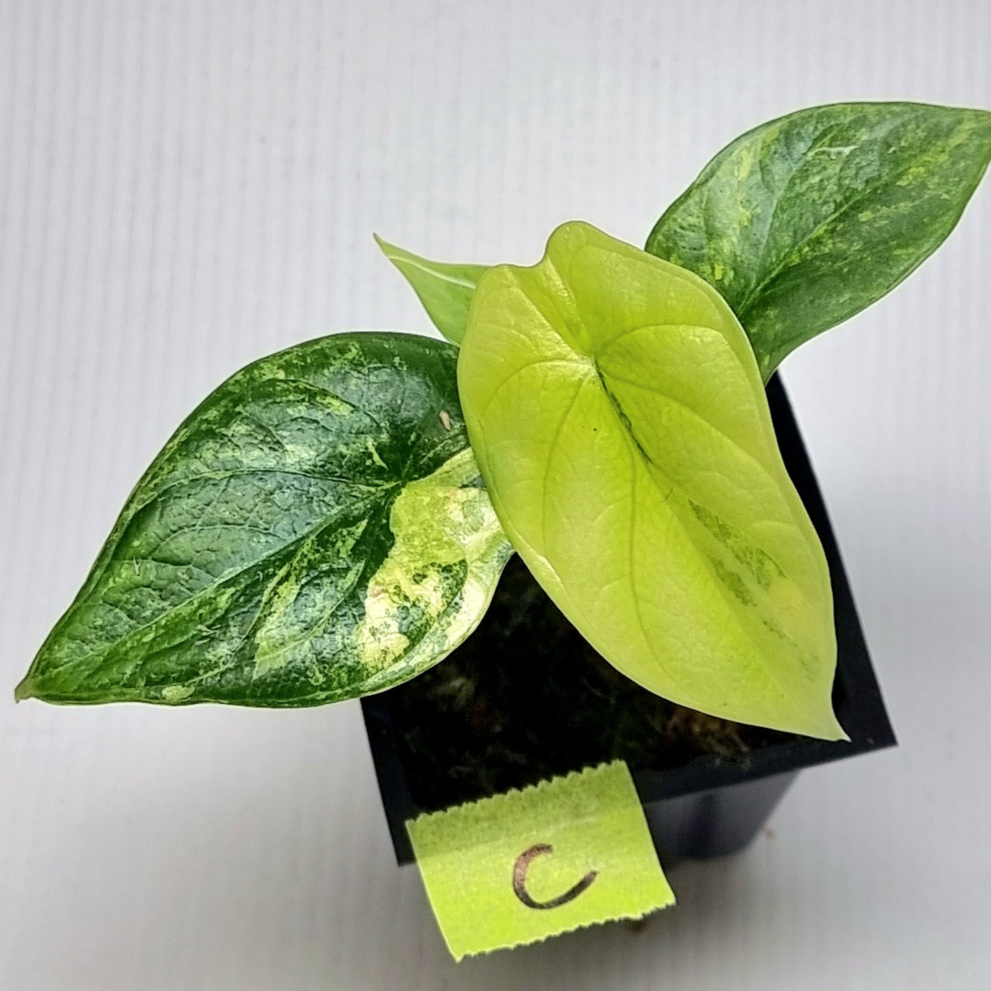 Alocasia Silver Dragon Aurea Variegated