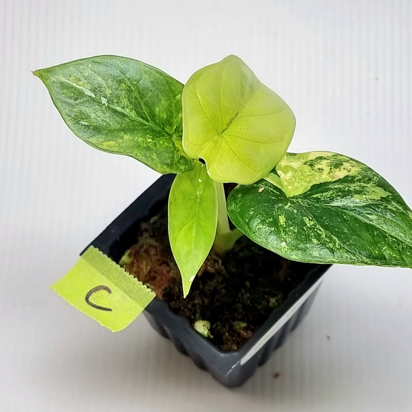 Alocasia Silver Dragon Aurea Variegated