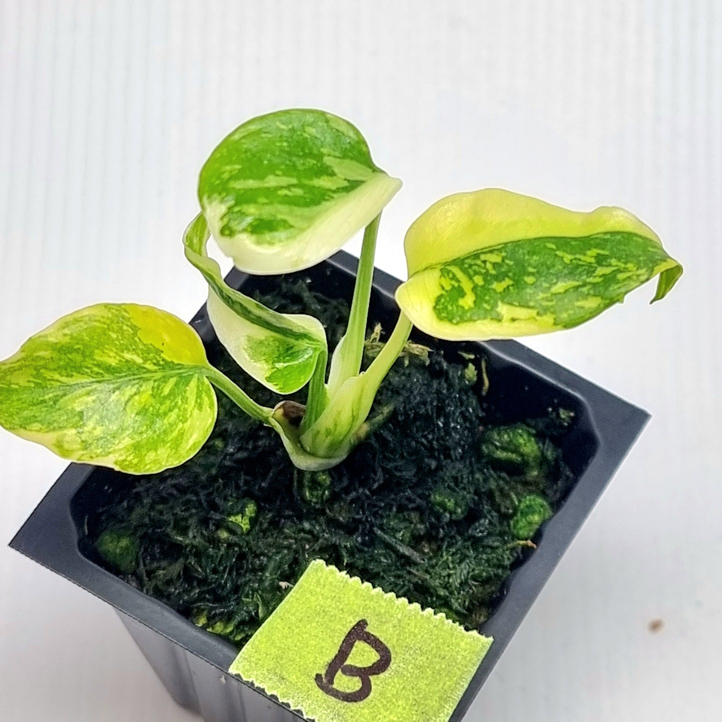 Monstera Electrolyte