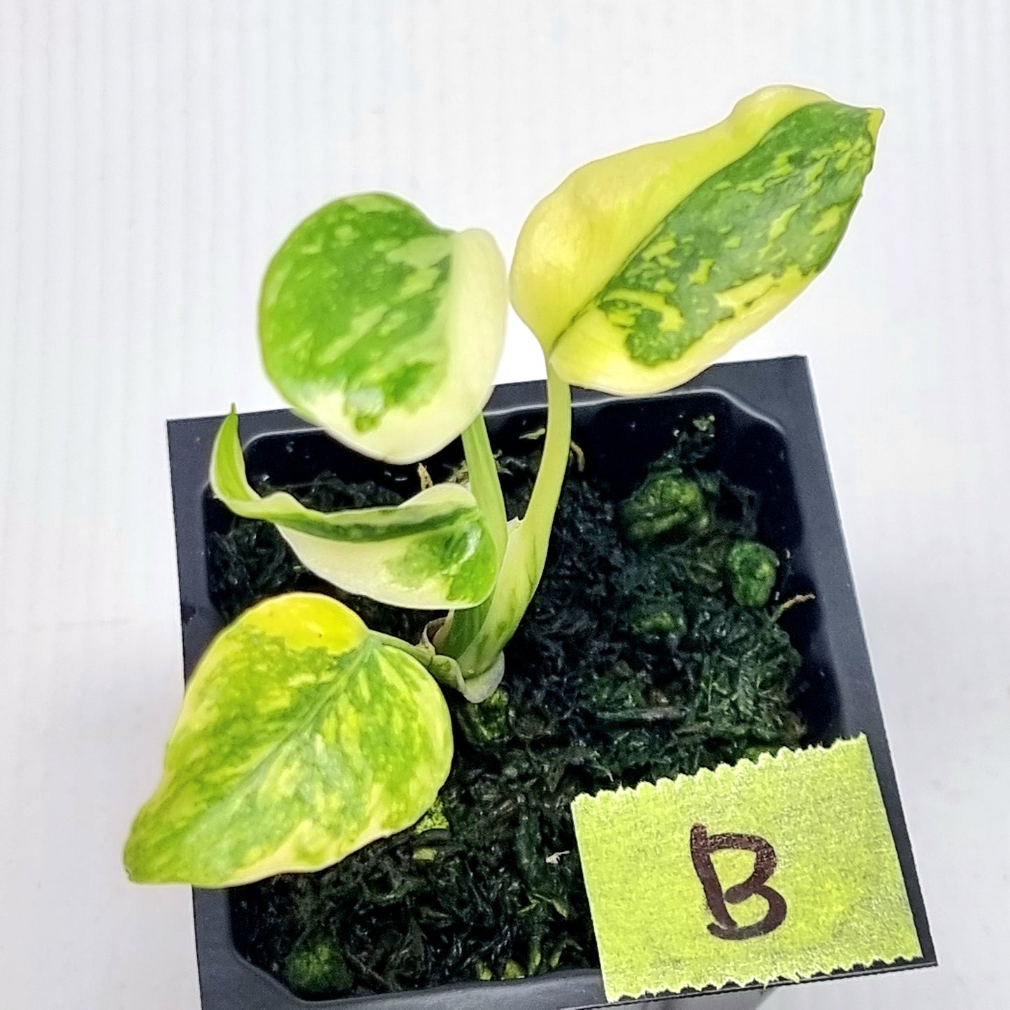 Monstera Electrolyte