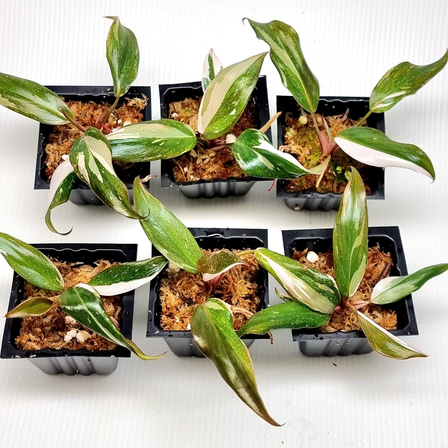 Philodendron Red Anderson variegated