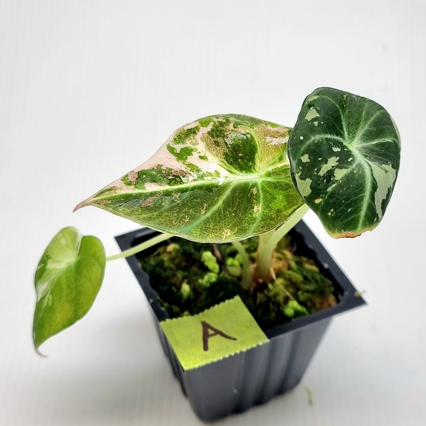 Alocasia black velvet Pink Variegated