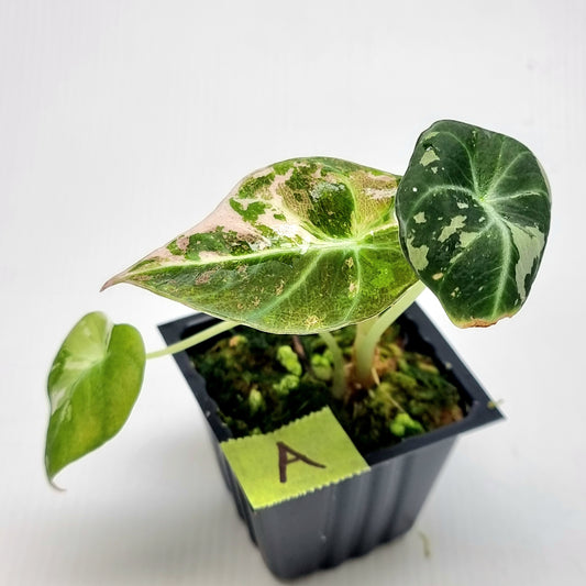 Alocasia black velvet Pink Variegated
