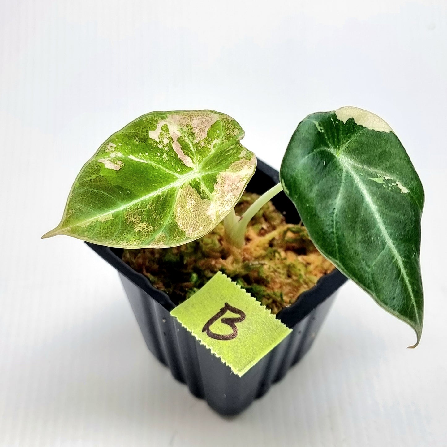 Alocasia black velvet Pink Variegated