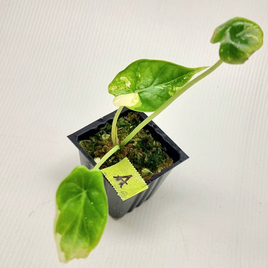 Alocasia Dragon Scale Variegated