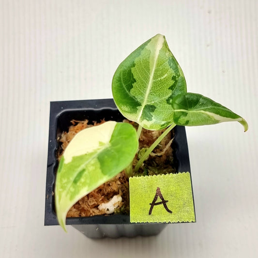 Alocasia Maharani Albo Variegated