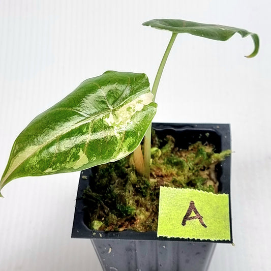 Alocasia azlanii Pink variegated